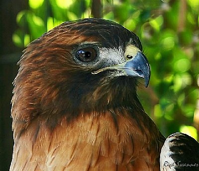 Red-Tailed Hawk