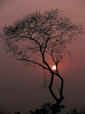 sunset on my branches