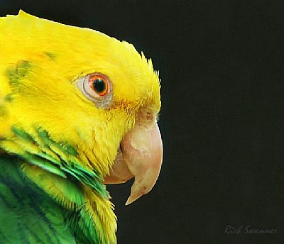 Parrot