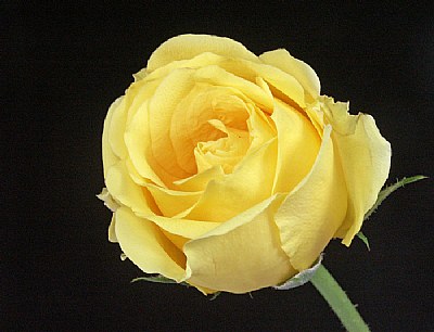 Yellow Rose #1