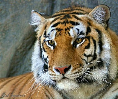 Misty The Tiger