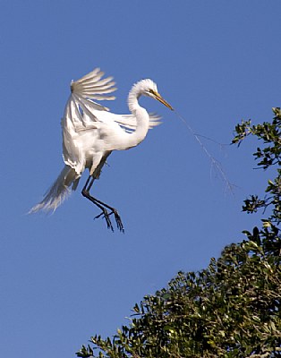 Egret Landing at Nest Site