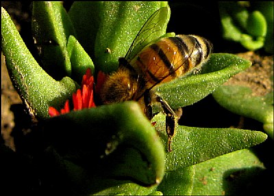 Making Honey