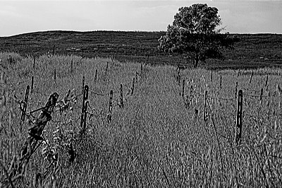 B&W landscapes#4
