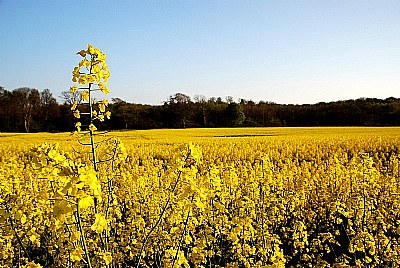 Yellow pride