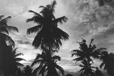 Black & White Tropical Skies