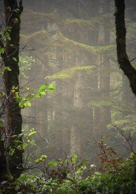 foggy forest 2