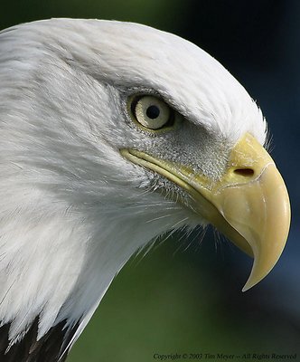 Othello -- Bald Eagle