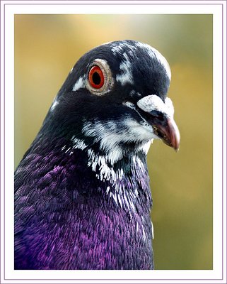 Pigeon