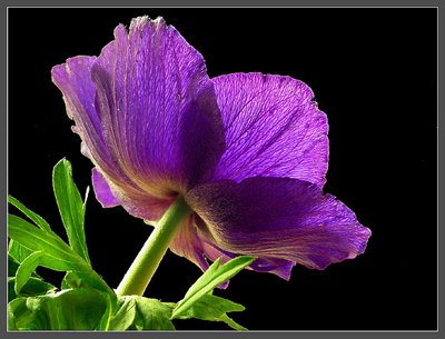 Blue anemone