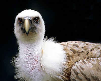 Vulture