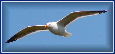 Capturing the flight of a Gull