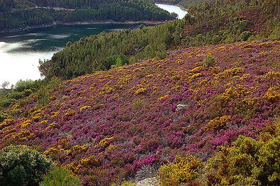 Spring in the Mountains