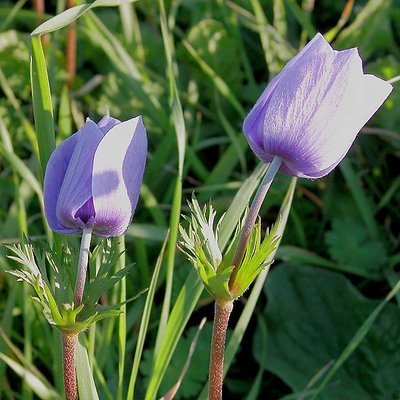 wild indigo flowers