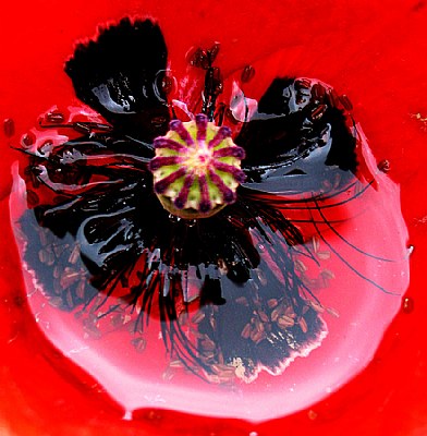 Puddle in a Poppy