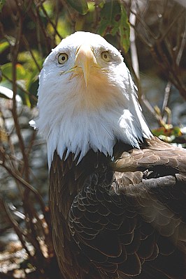 The Eagle's Stare