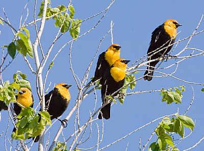 Male Yellow-Headed Blackbirds