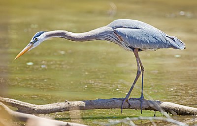 Great Blue Heron Hunting