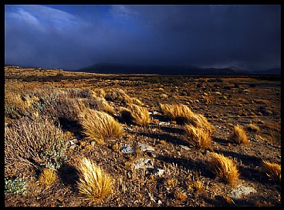 Storm Grass