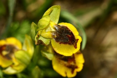 Yellow Ophrys Orchid