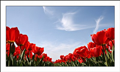 Flowers and sky