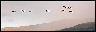 Flamingoes in the Mist