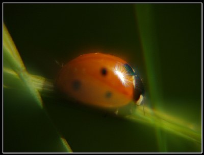 Ladybird