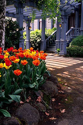 Tulips at Bush House