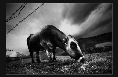 a cow?