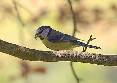 a little bird in the wood