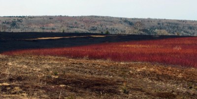 Burnt cranberry fields