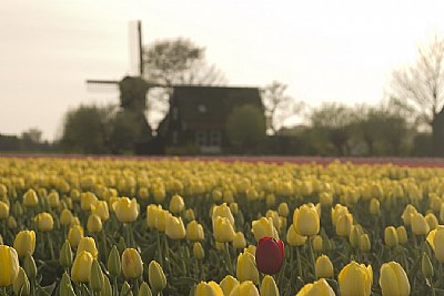 Dutch tulips and mill