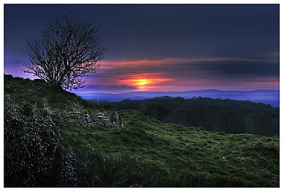 A Lonely Tree