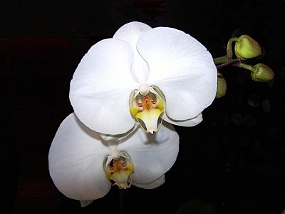 orchid