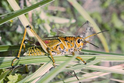 Grasshopper