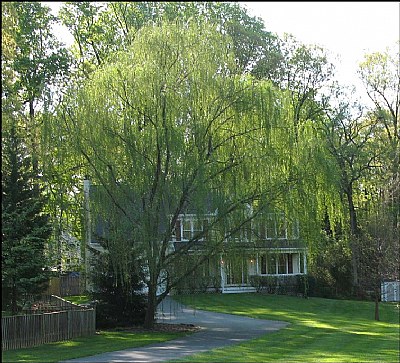 Weeping willow