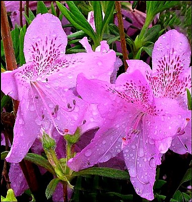 Lavender Azalea