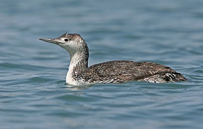 Red- Throated Loon