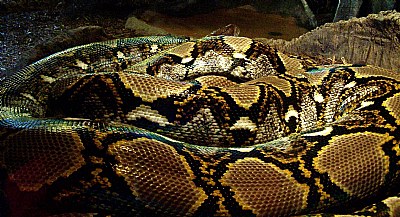 Reticulated Python