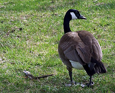 Canada Goose