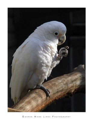 Cockatoo