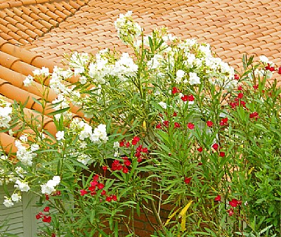 Laurels & Tiles