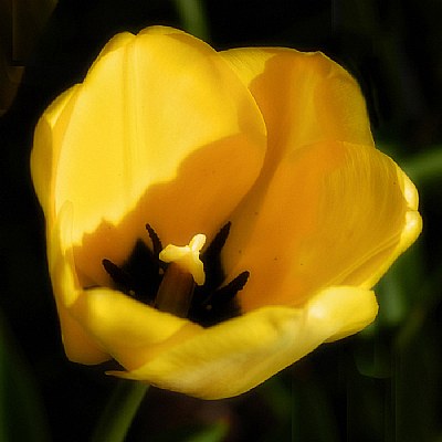 tulip