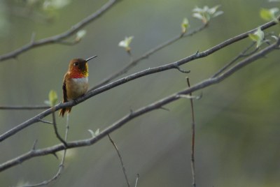 Humming bird