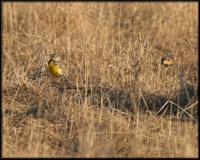 Eastern Meadowlark