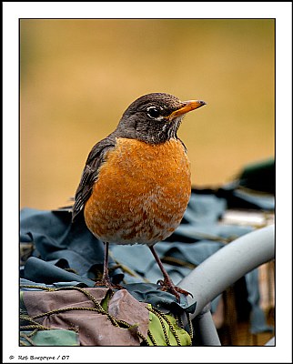 Spring Robin