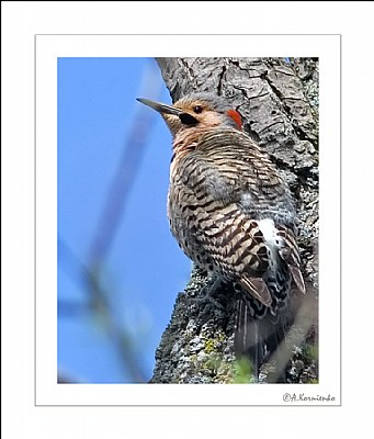 Yellow-shafted Flicker