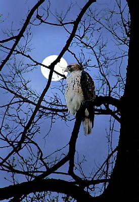 Moon Hawk