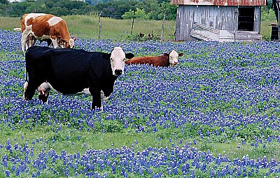 cows & bluebonnets