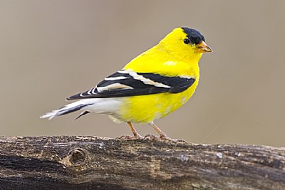 Male American Goldfinch